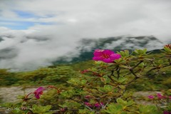 Rhododendron lepidotum